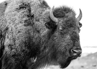Fototapeta premium Bison in Yellowstone