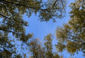 View from the bottom up in a forest of silver poplars. Background of the sky and trees. Autumn in the forest.