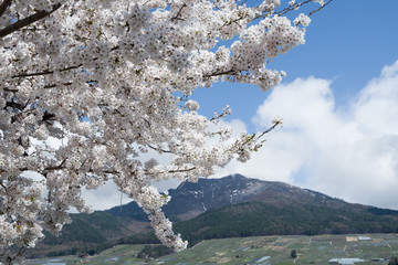 満開の桜と春の山