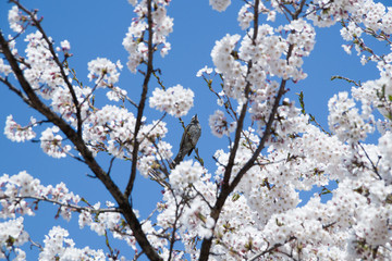 満開の桜と春の鳥