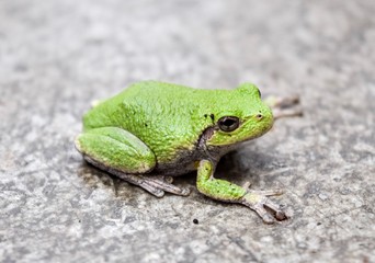Amphibian Fun