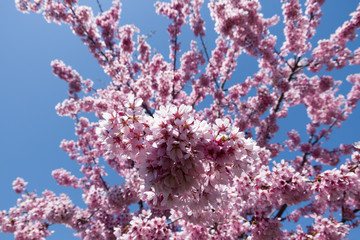 ピンク色の桜と青空
