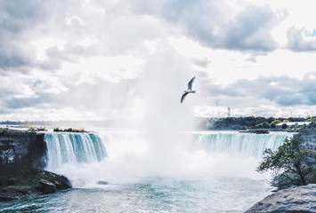 Fototapeta premium Seagull over Niagra Falls