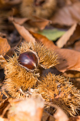 Maroni auf Bl&auml;tterboden