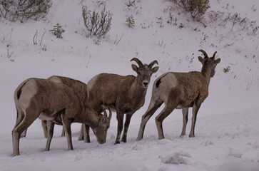 Fototapeta premium Rocky Mountain Sheep