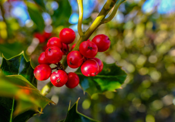 Closeup of holly tree red berries .