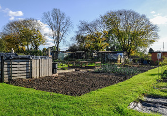 Allotment plot in autumn, with an onion crop.