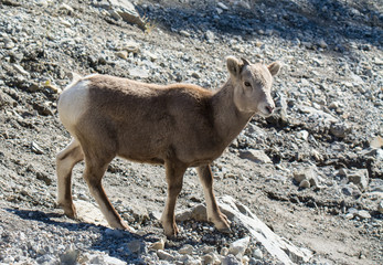 Rocky Mountain Sheep