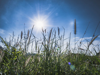 Obraz premium sunlight on Wayside