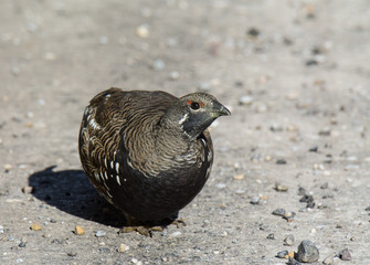 Spruce Grouse Bird