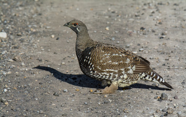 Spruce Grouse Bird