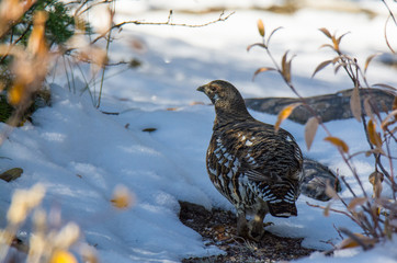 Spruce Grouse Bird