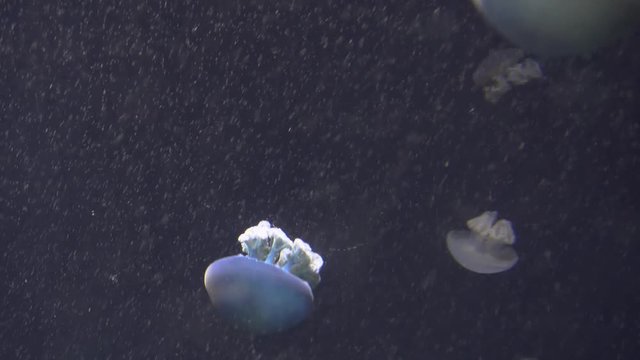White Blue and yellow jellyfish floating in water aquarium in 4K (UHD)