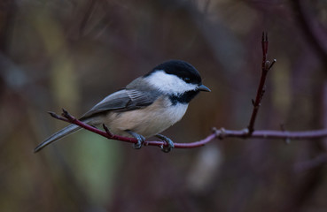 Chickadee Bird on Branch