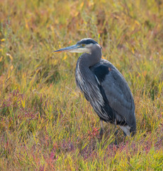 Great Blue Heron