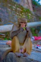 Close up of a monkey eating at Swayambhu Stupa, Monkey Temple, Kathmandu, Nepal
