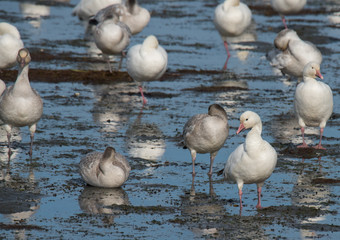 Snow Geese