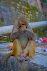Close up of a monkey eating at Swayambhu Stupa, Monkey Temple, Kathmandu, Nepal