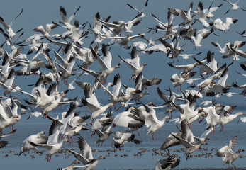 Snow Geese in Flight