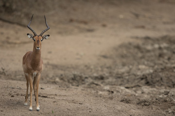 impala_1