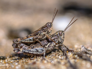 Pair of North Island Grasshopper