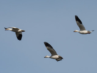 Fototapeta na wymiar Snow Geese in Flight