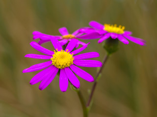 Fototapeta premium Purple aster new zealand