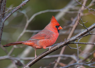 Male Cardinal Bird