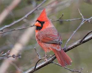 Male Cardinal Bird