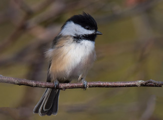 Fototapeta premium Chickadee Bird on Branch