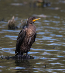 Cormorant in Water