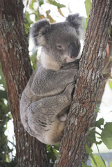 Fototapeta na wymiar Koala resting at the top of an Australian gum tree.