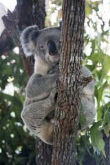 Koala resting at the top of an Australian gum tree.