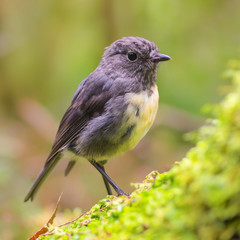 Fototapeta premium New Zealand Robin on green log in natural forest