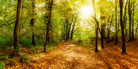 Beautiful autumn forest in bright sunshine