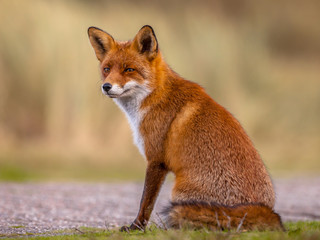 Red fox sitting and waiting