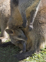  wallaby with baby  joey