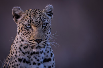 leopard_10