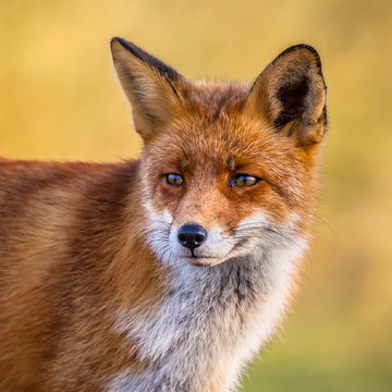 Fototapeta Portrait of Red Fox face