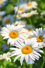Beautiful white camomiles are growing in a meadow, close-up