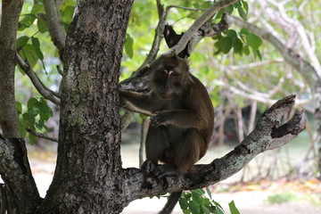 A monkey on the tree