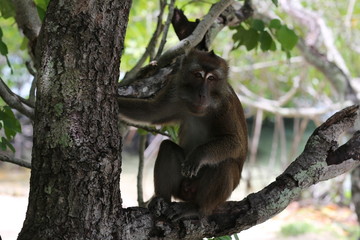 Monkey sitting on the tree