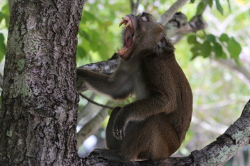 Monkey with open mouth on the tree