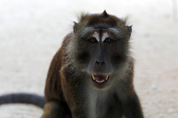 Monkey in Boracay