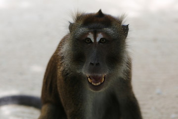 Monkey at the seaside