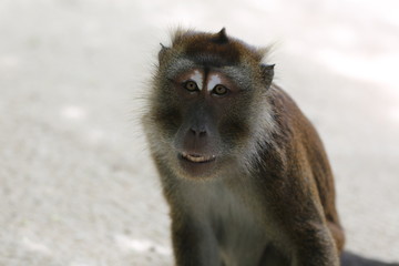 Exotic monkey in Boracay