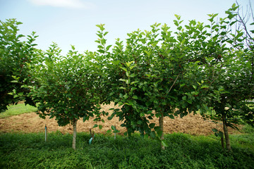mulberry tree in organic farm
