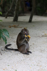 Monkey eating banana