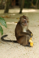 Monkey with a banana in Boracay