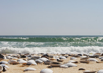 seashells on the coast